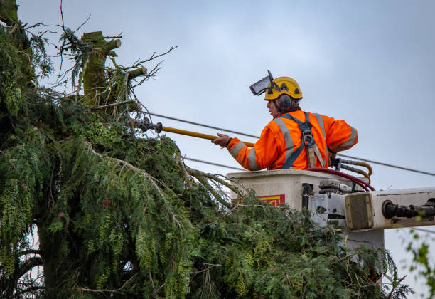 How Our Tree Care Process Works  in  Jerseyville, IL