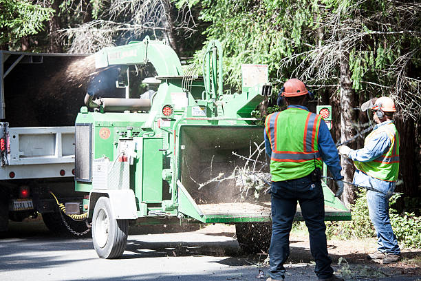 Reliable Jerseyville, IL Tree Services Solutions